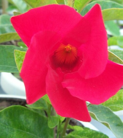 Mandevilla Sun Parasol® Giant Crimson